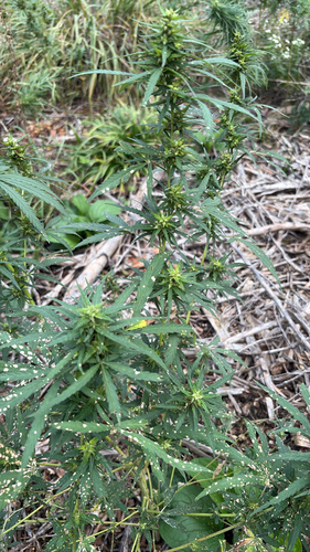 Cannabis