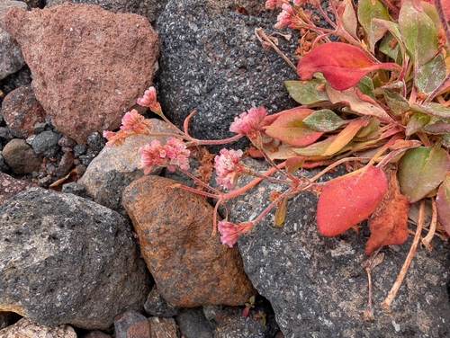 Eriogonum pyrolifolium, photograph 1