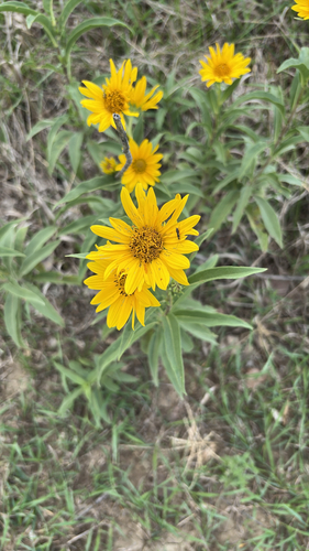 Maximilian sunflower
