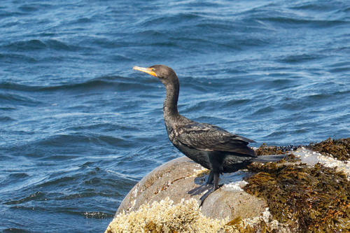 Double-crested Cormorant