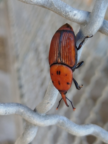 Red Palm Weevil