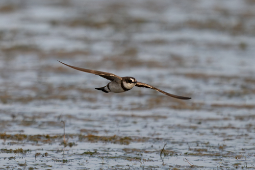 iNaturalist image