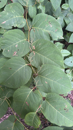 Japanese knotweed