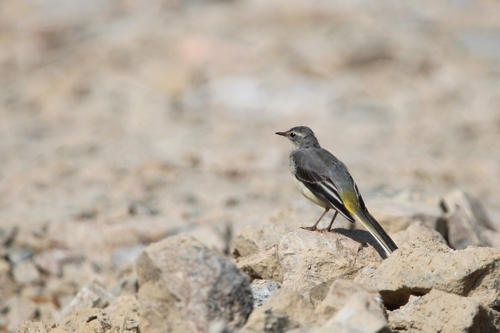 Grey Wagtail