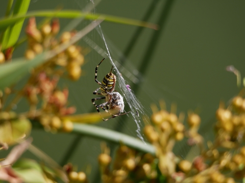 Wasp Spider