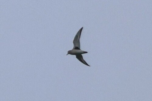 Black-bellied Plover