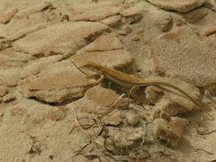 Acanthodactylus dumerilii