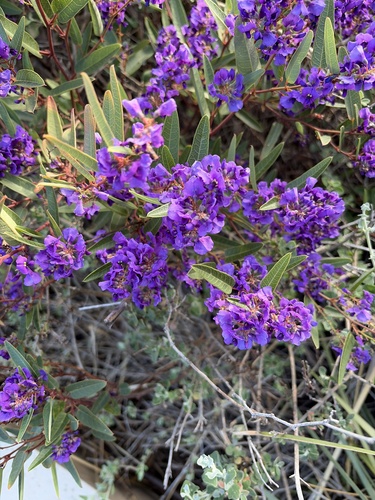 False Sarsaparilla