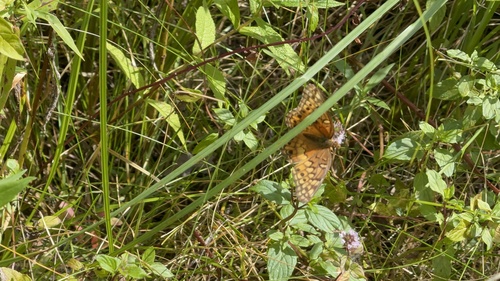 Variegated Fritillary