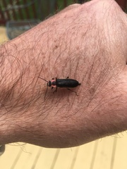 Podabrus brevicollis