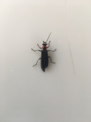 Podabrus brevicollis