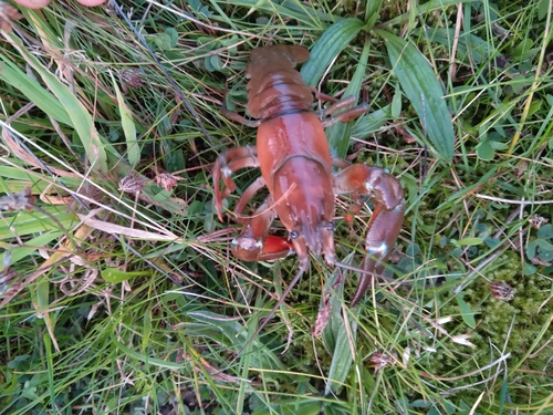 Signal Crayfish