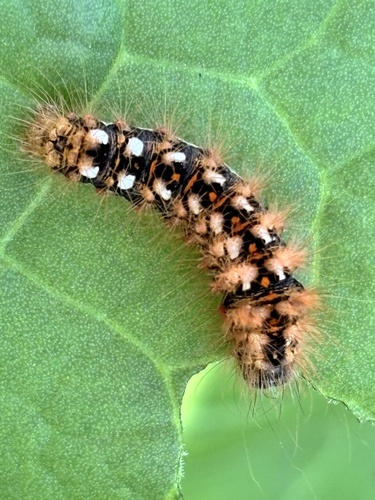 Knot Grass Moth