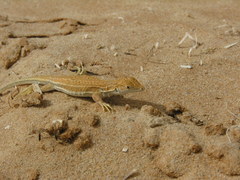 Acanthodactylus dumerilii