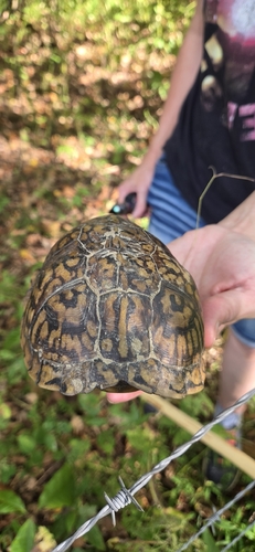 Eastern Box Turtle