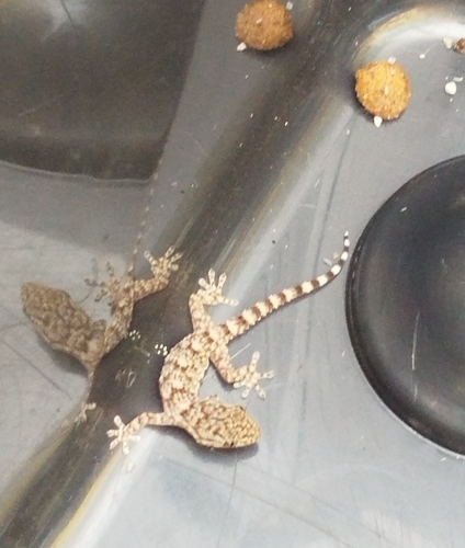 Moorish Gecko