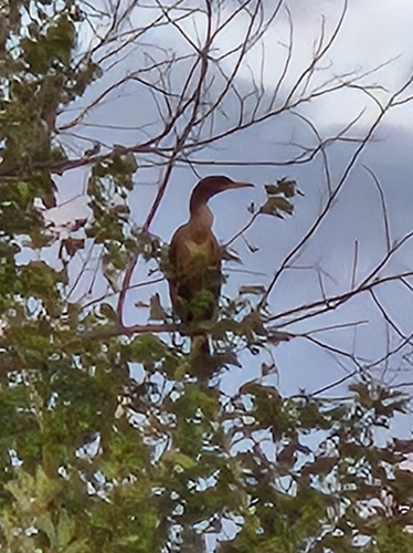 Double-crested Cormorant