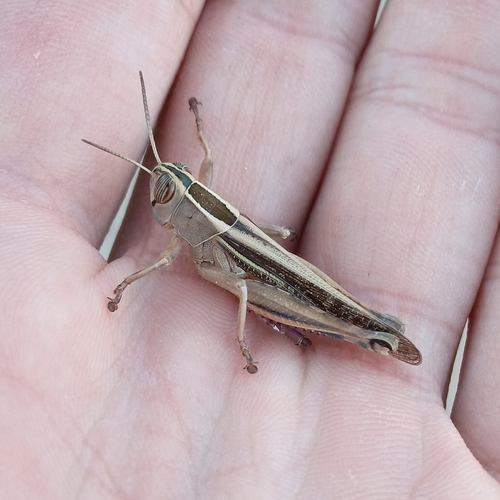 Lamenting Grasshopper