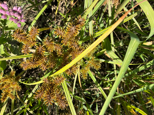 redroot flatsedge