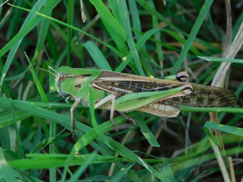 Migratory Locust