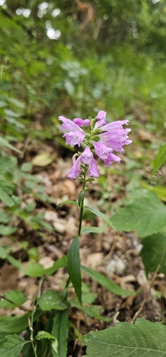 obedient plant