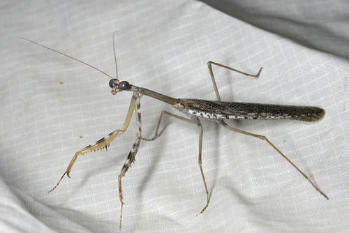 California Mantis