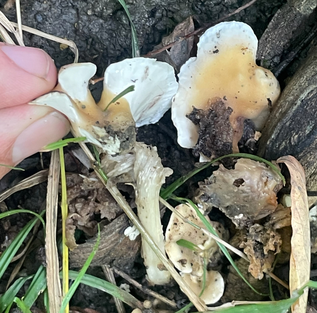 Loweomyces fractipes · September 2026 · photo: Photo: no rights reserved · iNaturalist