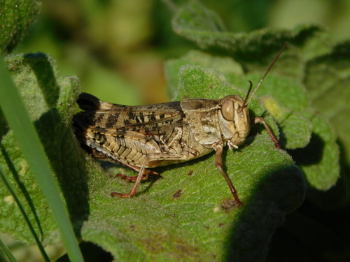 Italian locust