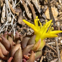author not stated, no rights reserved Sedum lanceolatum, photograph author not stated, no rights reserved
