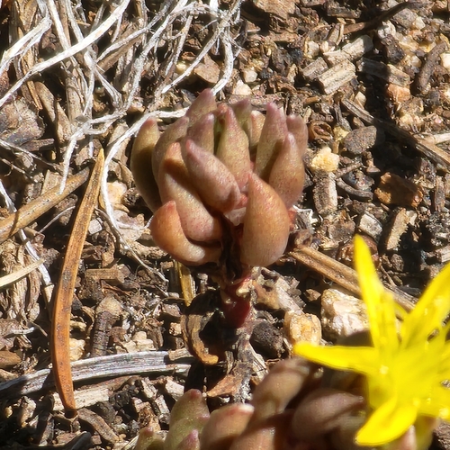 Sedum lanceolatum, photograph 4