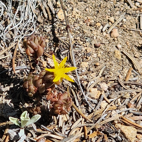 Sedum lanceolatum, photograph 5