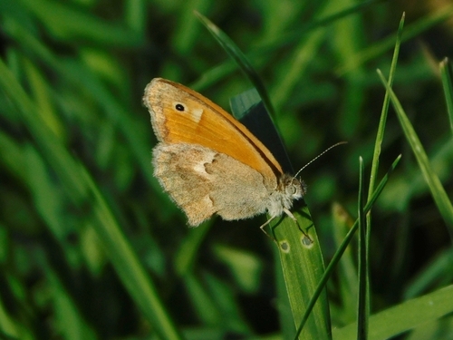 Small Heath