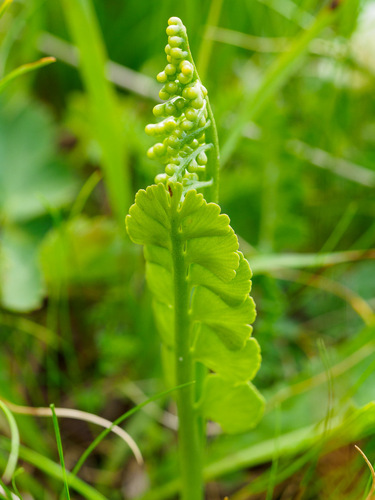 Botrychium lunaria, photograph 2