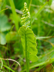 Botrychium lunaria, photograph (c) connyklein, some rights reserved (CC BY)