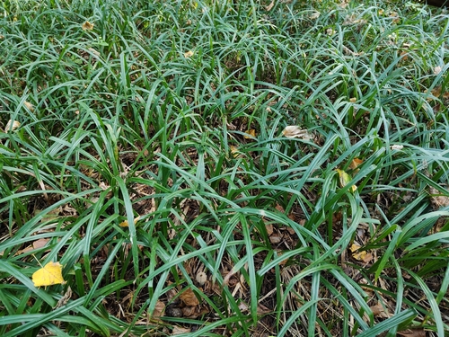 Carex pilosa, photograph 3