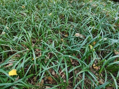 Carex pilosa, photograph (c) Екатерина Гущина, some rights reserved (CC BY)