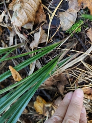 Carex pilosa, photograph (c) Екатерина Гущина, some rights reserved (CC BY)