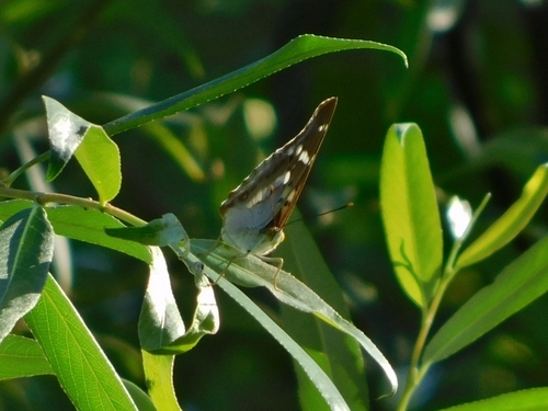 Lesser Purple Emperor