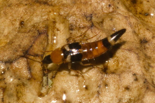 lunar rove beetle