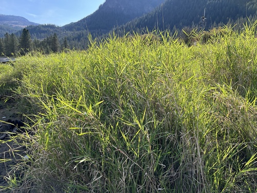 reed canary grass