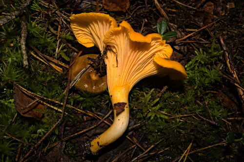 Golden Chanterelle