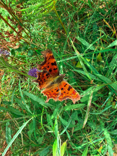 European Comma