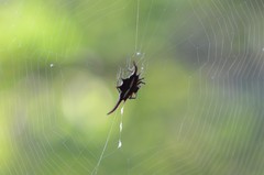 Gasteracantha falcicornis