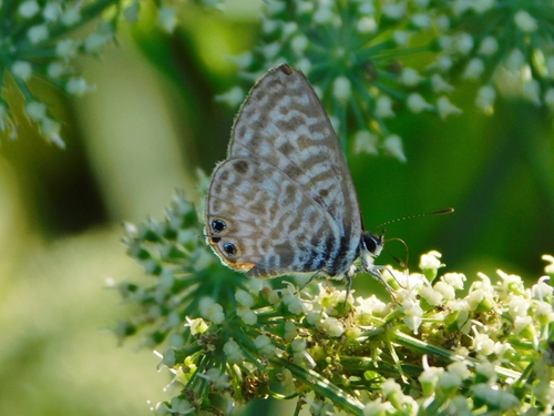 Lang's Short-tailed Blue
