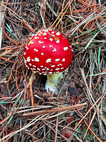 Fly Agaric