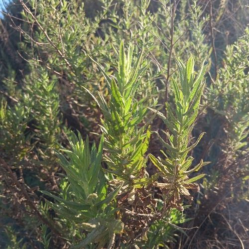 false yellowhead