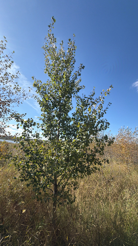 quaking aspen