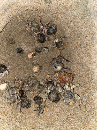 Ecuadorian Hermit Crab (Coenobita compressus)