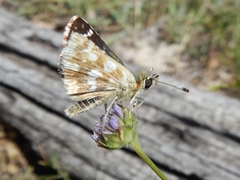 Spialia