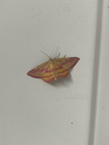 Chickweed Geometer Moth
